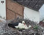 Capi_Dubne_20250508_161003.jpg