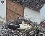 Capi_Dubne_20250508_170503.jpg