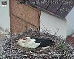 Capi_Dubne_20250508_172503.jpg