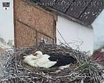 Capi_Dubne_20250508_173003.jpg