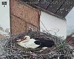 Capi_Dubne_20250508_173502.jpg