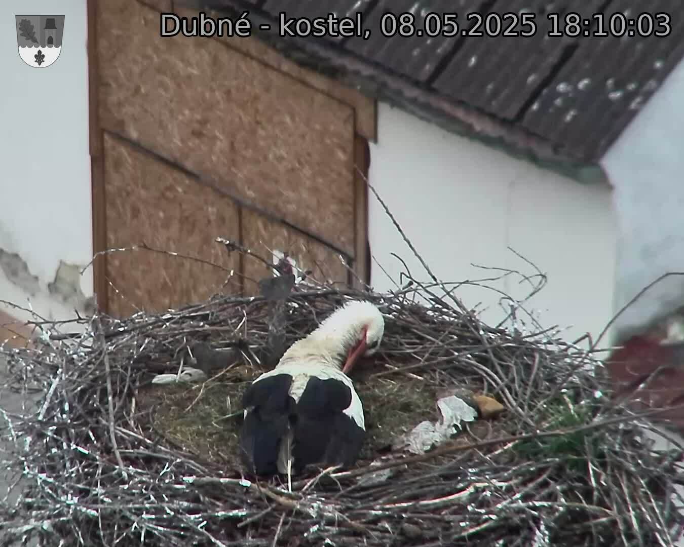Capi_Dubne_20250508_181003.jpg (1350 x 1080)