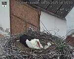 Capi_Dubne_20250508_181503.jpg