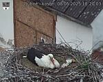 Capi_Dubne_20250508_182003.jpg