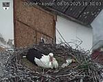 Capi_Dubne_20250508_183003.jpg