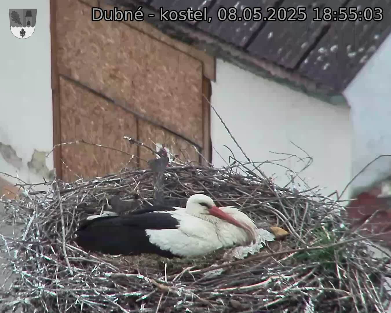 Capi_Dubne_20250508_185503.jpg (1350 x 1080)