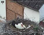 Capi_Dubne_20250508_190503.jpg