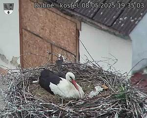 Capi_Dubne_20250508_193503.jpg (1350 x 1080)