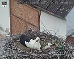 Capi_Dubne_20250508_194003.jpg