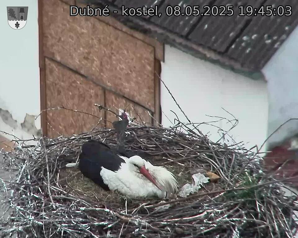 Capi_Dubne_20250508_194503.jpg (1350 x 1080)
