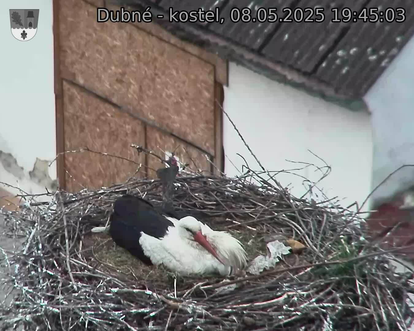 Capi_Dubne_20250508_194503.jpg (1350 x 1080)