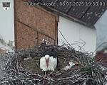 Capi_Dubne_20250508_195003.jpg