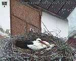 Capi_Dubne_20250508_202003.jpg
