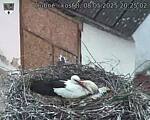 Capi_Dubne_20250508_202502.jpg