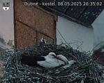 Capi_Dubne_20250508_203502.jpg