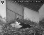 Capi_Dubne_20250508_204502.jpg