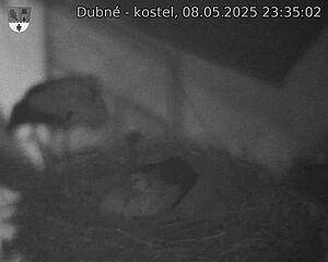 Capi_Dubne_20250508_233502.jpg (1350 x 1080)