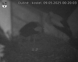 Capi_Dubne_20250509_002003.jpg (1350 x 1080)