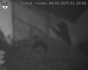 Capi_Dubne_20250509_012002.jpg (1350 x 1080)