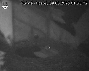 Capi_Dubne_20250509_013002.jpg (1350 x 1080)