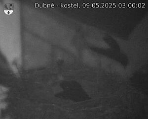 Capi_Dubne_20250509_030002.jpg (1350 x 1080)