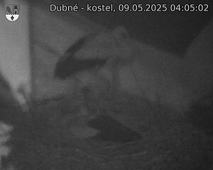 Capi_Dubne_20250509_040502.jpg (1350 x 1080)