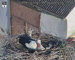 Capi_Dubne_20250509_063504.jpg (1350 x 1080)