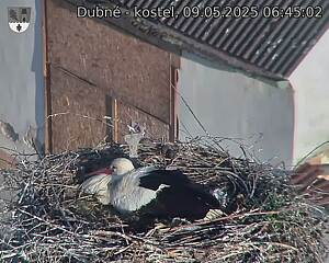 Capi_Dubne_20250509_064502.jpg (1350 x 1080)