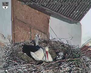 Capi_Dubne_20250509_073004.jpg (1350 x 1080)