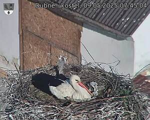 Capi_Dubne_20250509_074504.jpg (1350 x 1080)