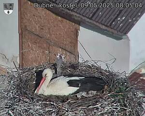 Capi_Dubne_20250509_080504.jpg (1350 x 1080)