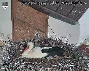 Capi_Dubne_20250509_082004.jpg (1350 x 1080)
