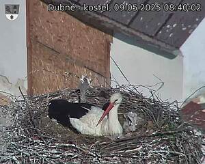 Capi_Dubne_20250509_084002.jpg (1350 x 1080)