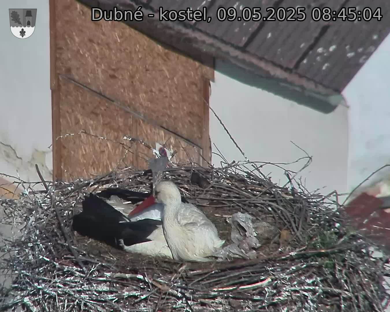 Capi_Dubne_20250509_084504.jpg (1350 x 1080)