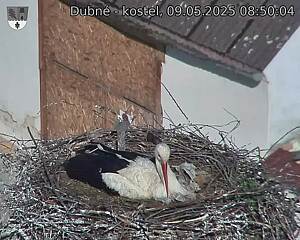 Capi_Dubne_20250509_085004.jpg (1350 x 1080)