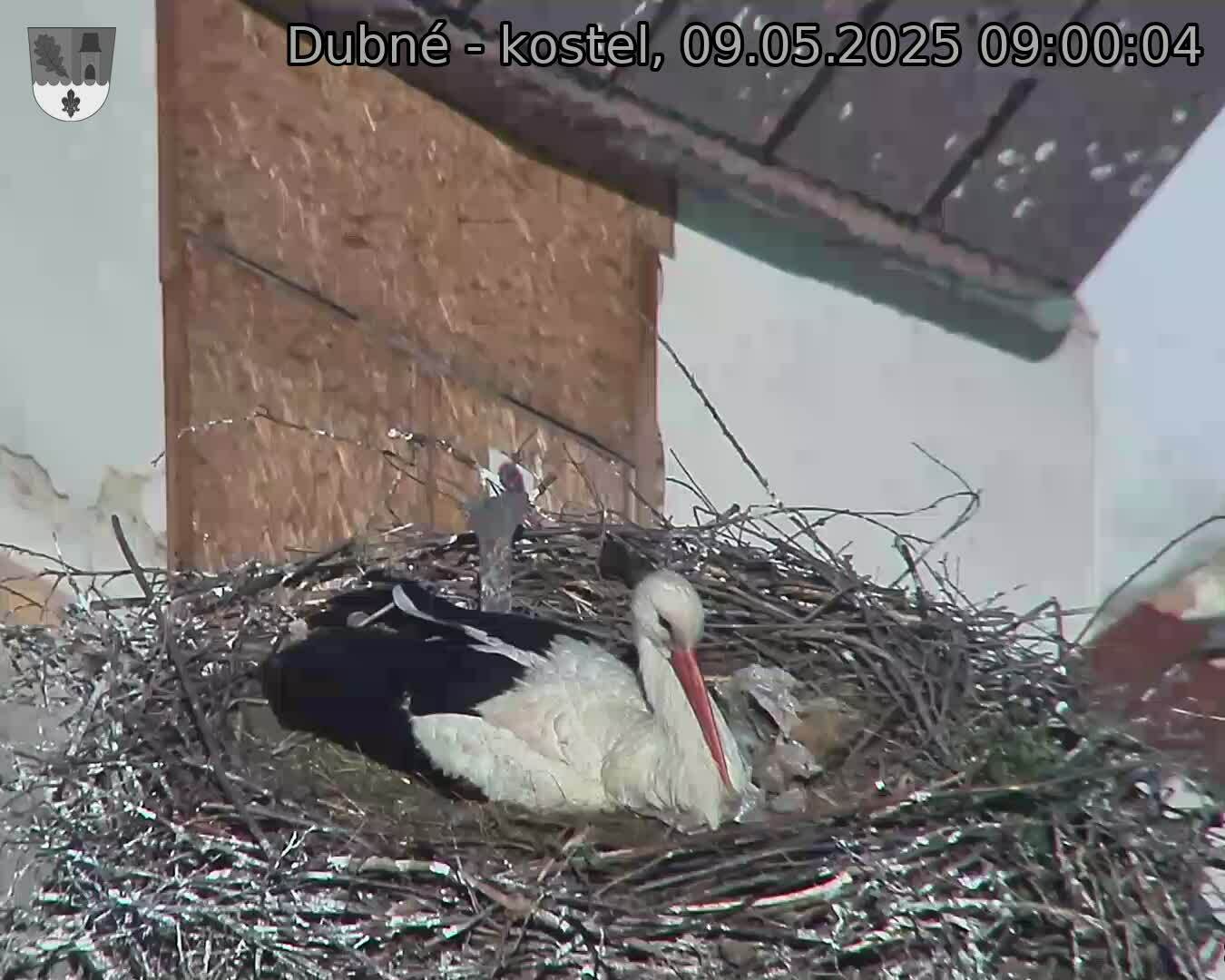 Capi_Dubne_20250509_090004.jpg (1350 x 1080)