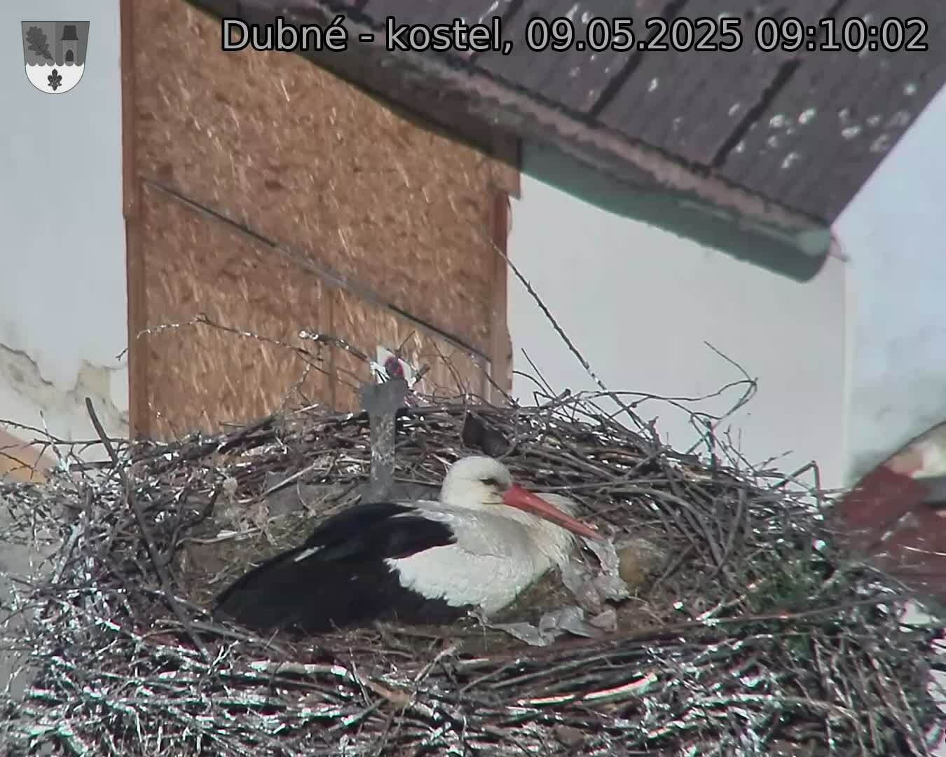 Capi_Dubne_20250509_091002.jpg (1350 x 1080)
