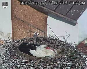 Capi_Dubne_20250509_092504.jpg (1350 x 1080)