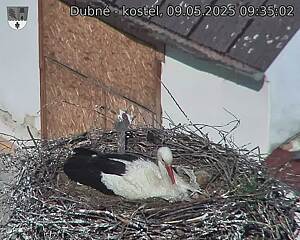 Capi_Dubne_20250509_093502.jpg (1350 x 1080)