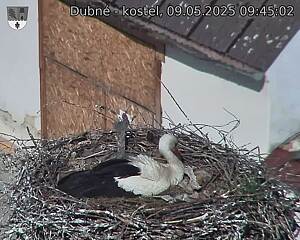 Capi_Dubne_20250509_094502.jpg (1350 x 1080)