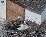 Capi_Dubne_20250509_110504.jpg