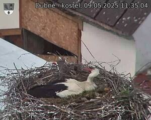 Capi_Dubne_20250509_113504.jpg (1350 x 1080)