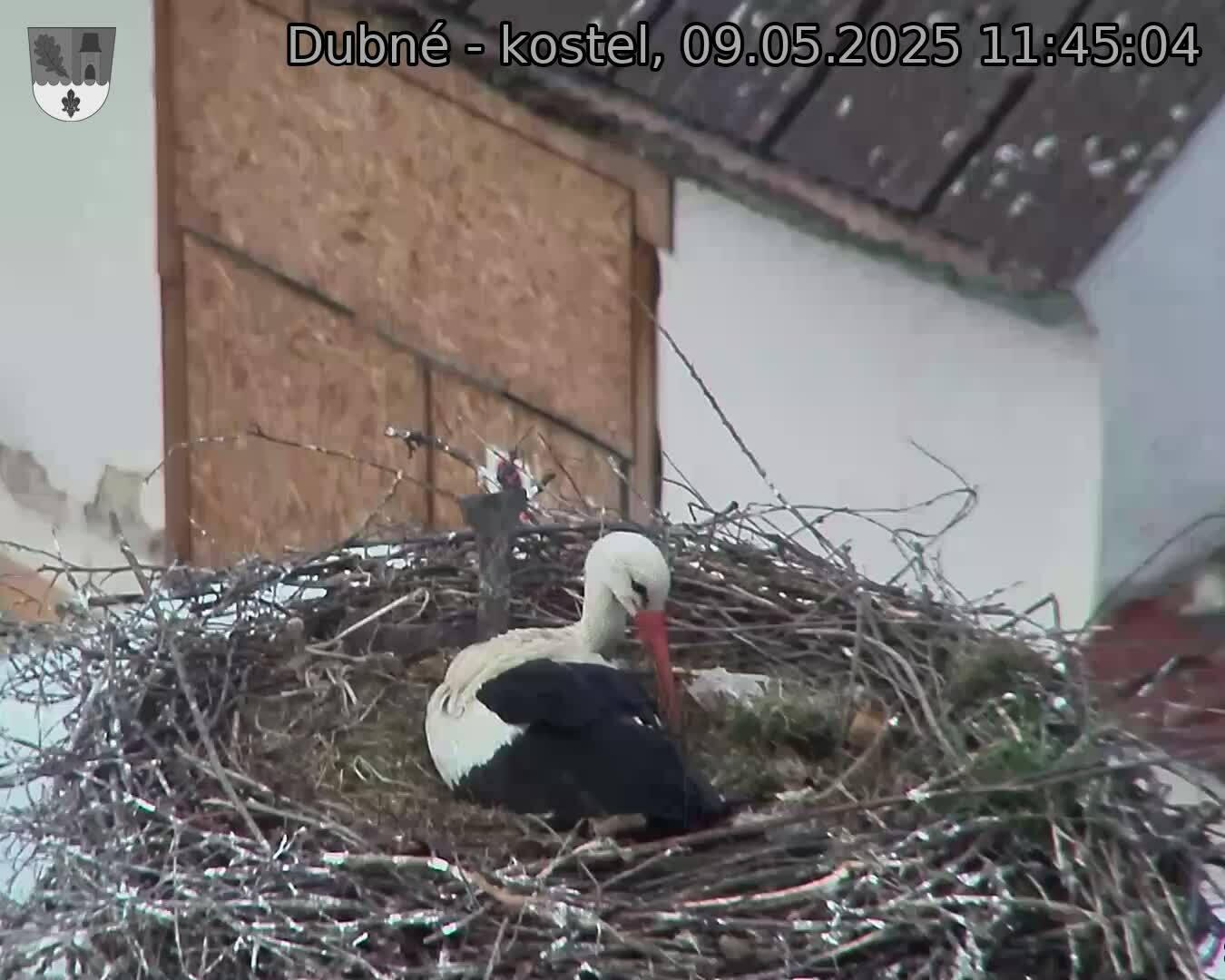 Capi_Dubne_20250509_114504.jpg (1350 x 1080)