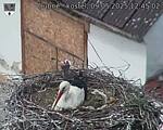 Capi_Dubne_20250509_124502.jpg