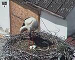 Capi_Dubne_20250509_130504.jpg