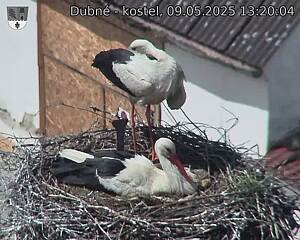Capi_Dubne_20250509_132004.jpg (1350 x 1080)