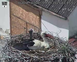 Capi_Dubne_20250509_134502.jpg (1350 x 1080)