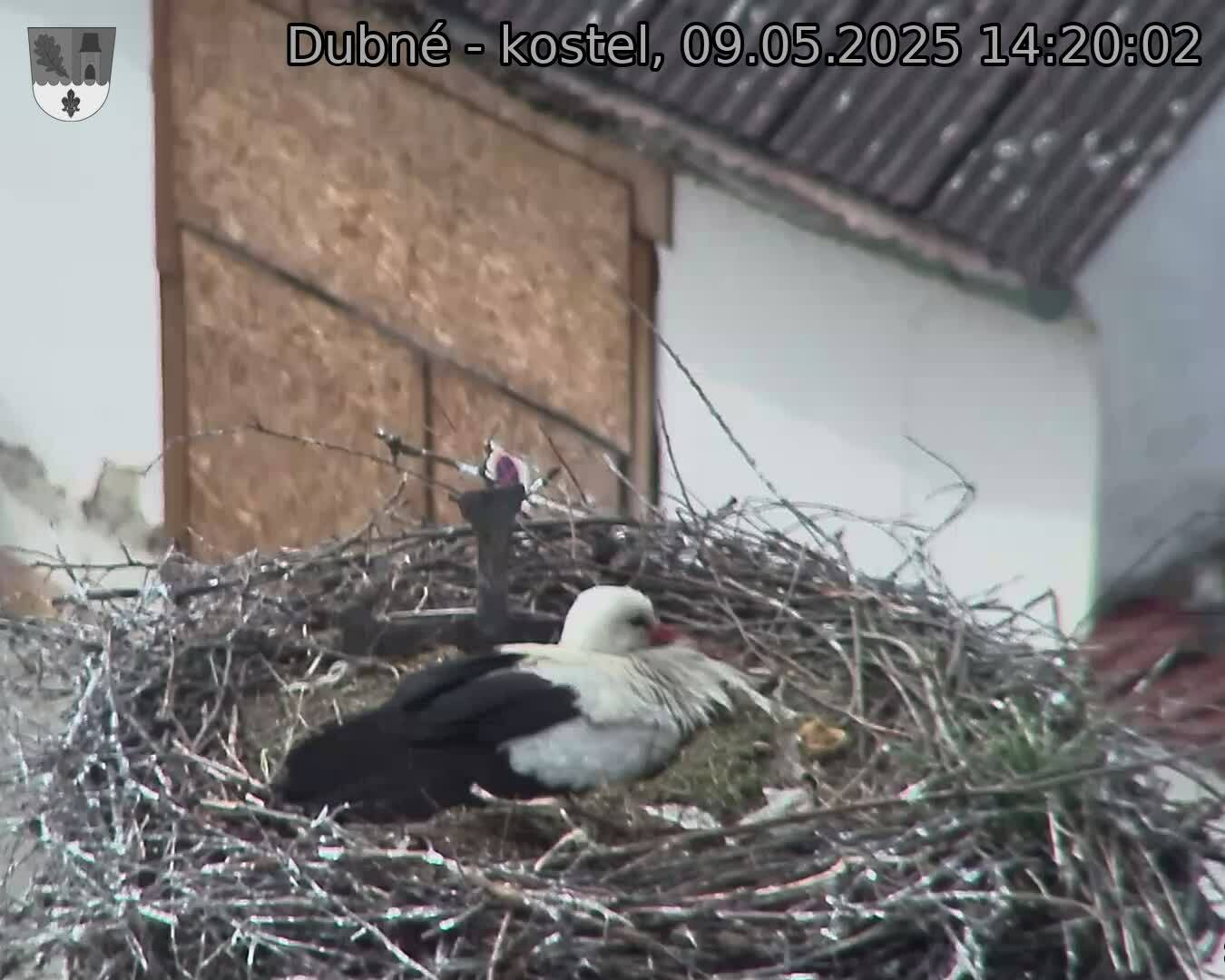 Capi_Dubne_20250509_142002.jpg (1350 x 1080)