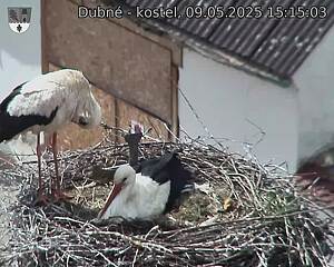 Capi_Dubne_20250509_151503.jpg (1350 x 1080)