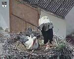 Capi_Dubne_20250509_155002.jpg